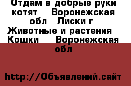 Отдам в добрые руки котят  - Воронежская обл., Лиски г. Животные и растения » Кошки   . Воронежская обл.